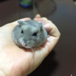 ゲージ付き ジャンガリアン(ブルーサファイア)