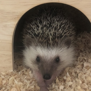 急募！ハリネズミちゃん