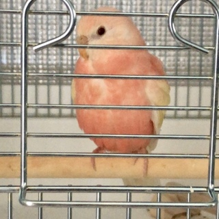 里親様 決定致しました。