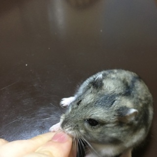 ゲージ付き ジャンガリアン(ノーマル)の里親募集！