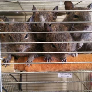 ありがとうございました。