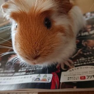 交渉中の為、募集終了いたします。