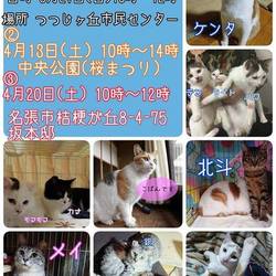 保護猫の譲渡会