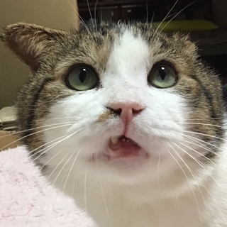 おまんじゅう顔のぶんぶん約8歳♡従順な甘えん坊
