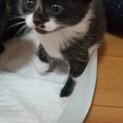 黒白のオスの子猫(ほかに黒猫兄弟)