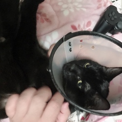 避妊手術から帰宅