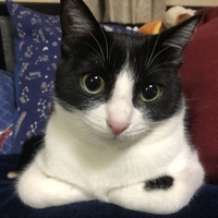 ジジ