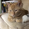 チャイ