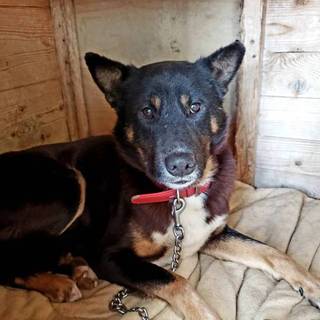 この子を助けてください。