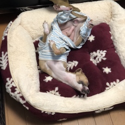 いらっしゃい