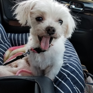 人懐こくお膝が大好きなマルチーズの颯太くん