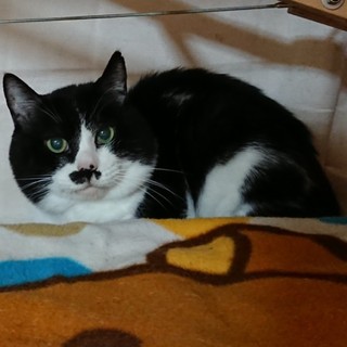 闘病中の飼い主よりSOS、15歳のパンジー