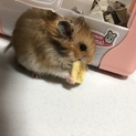ゴールデンハムスター里親募集1匹