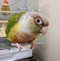 ウロコインコ
