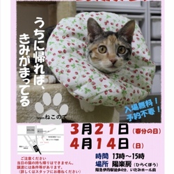 猫の譲渡会