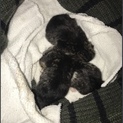 至急！助けてください。生まれたばかりの猫