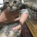 スコティッシュ2.5ヶ月