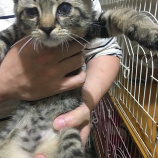 スコティッシュ2.5ヶ月