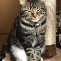 マオ