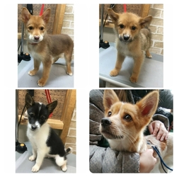 譲渡会 in 今岡動物病院(和泉市) サムネイル3