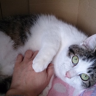 お膝大好きな甘えん坊！★交渉中