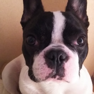 フレンチブルのベビノスケちゃん！
