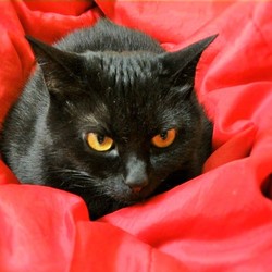 猫様のおかげです