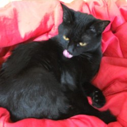 「猫様のおかげです」サムネイル2