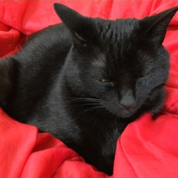 「猫様のおかげです」サムネイル3