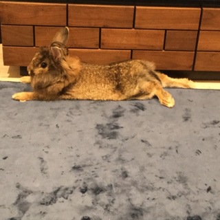 うさぎの里親募集中です！！