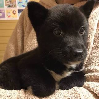【カフェ】おかげさまで里親様が決まりました！