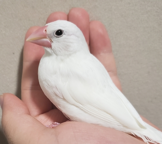 白文鳥(手乗り生後約1ヶ」大阪府 - 鳥の里親募集(253943) :: ペット
