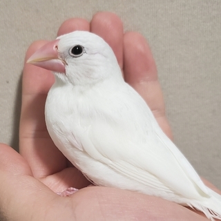 白文鳥(手乗り生後約1ヶ月雌雄不明)