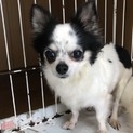 チワワのかぷりちゃん