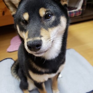 新しい家族が決まりました！(^^♪