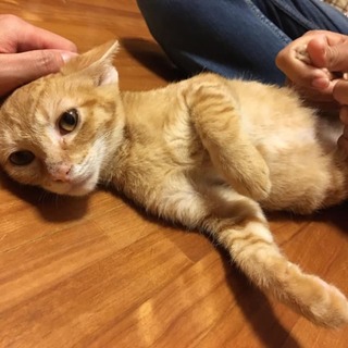 スリゴロ甘えん坊♡茶ﾄﾗのペッパー