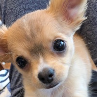 ハニー