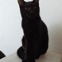 甘えたの黒猫ちゃん