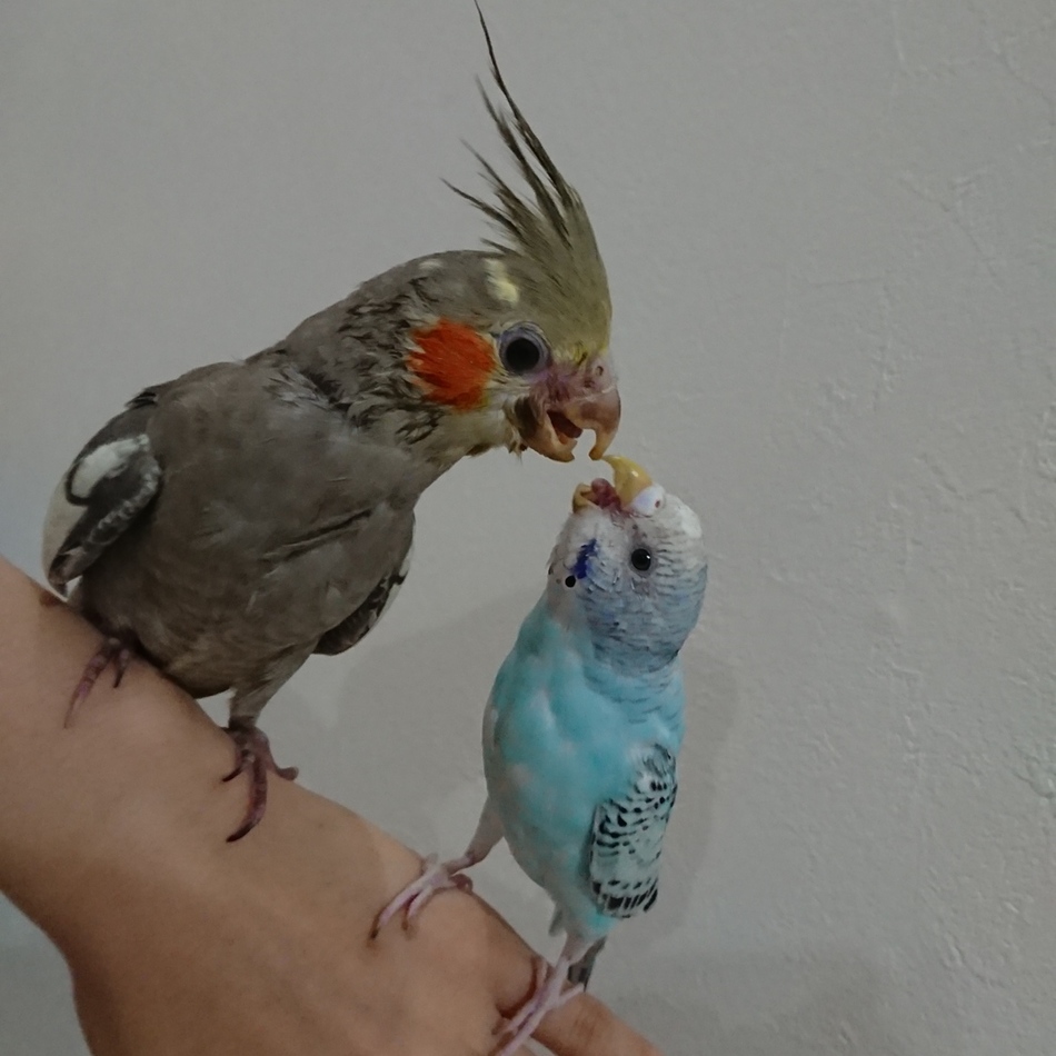 ちぃのカバー写真