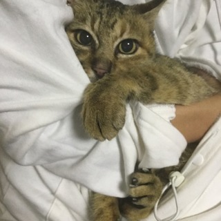 甘えん坊美人なキジ動画あり