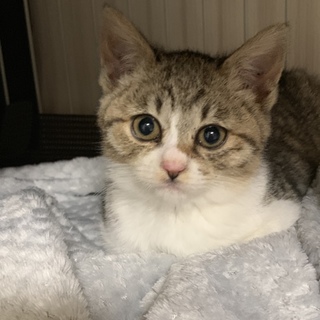 #ぽたりちゃん キジ白