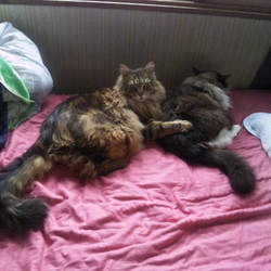 「春はまだ遠いらしい！」サムネイル2