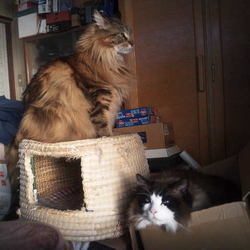 「春はまだ遠いらしい！」サムネイル3