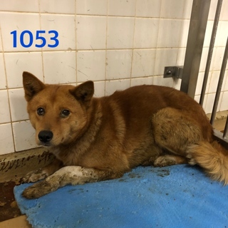 里親決定しました。