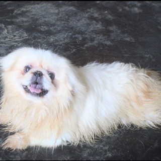 ペキニーズ男の子  去勢手術しました  