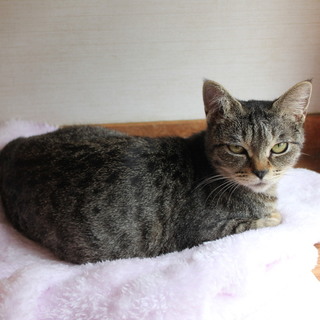 甘えん坊のキジ