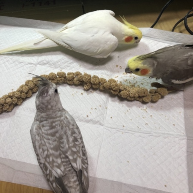 なつうめのカバー写真