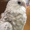 かぼすです❤️