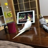 の写真