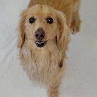 10才だけどとっても元気なMダックスのリク君です！